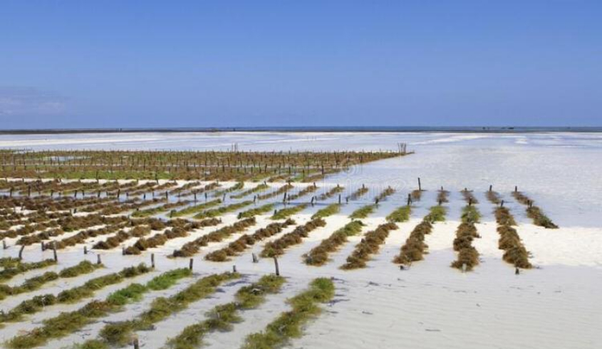 Seaweed Tours