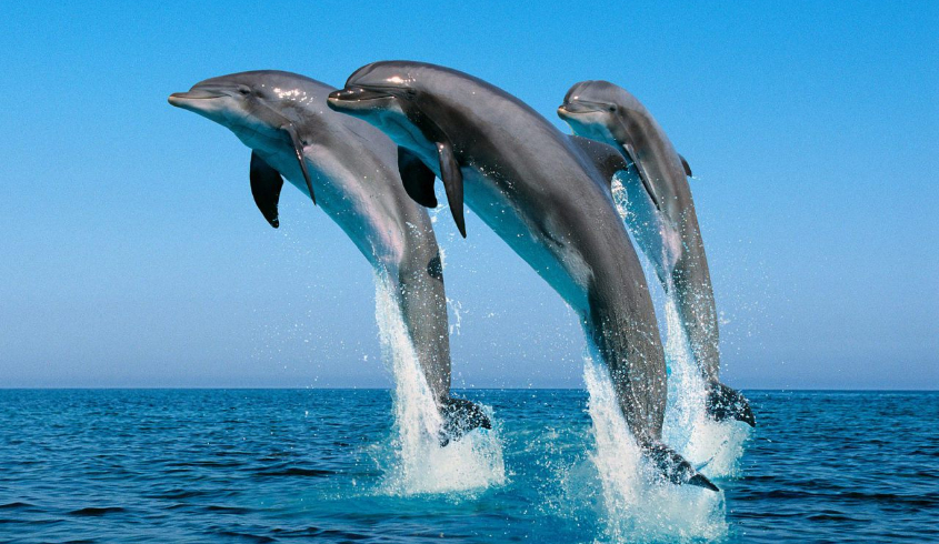 Dolphin Tour