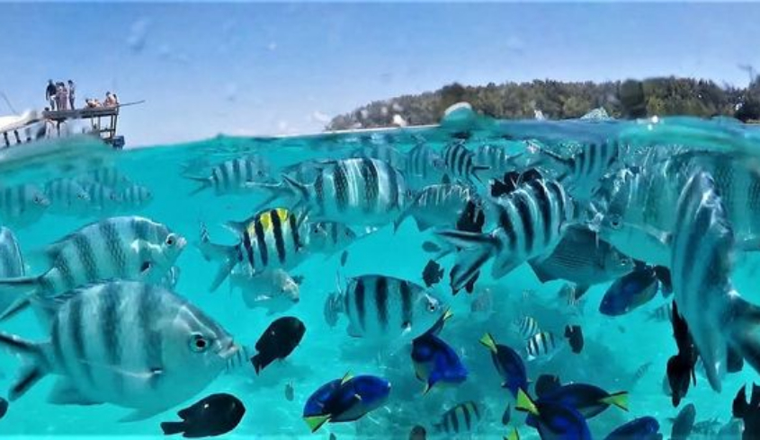 Mnemba Island Tour